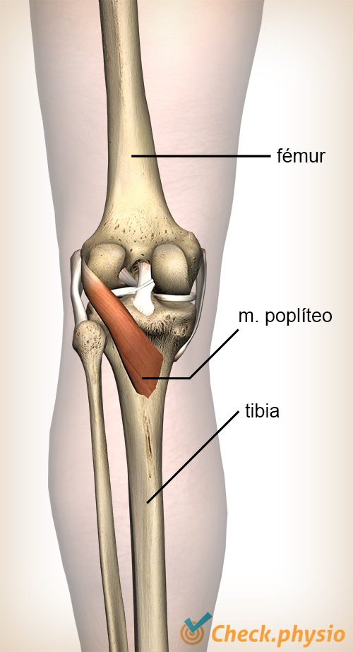 rodilla músculo poplíteo