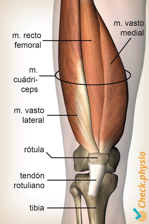 rodilla músculo cuádriceps recto femoral vasto lateral medial anatomía