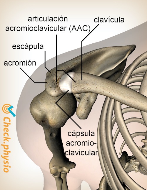 Lesión acromioclavicular | Physio Check