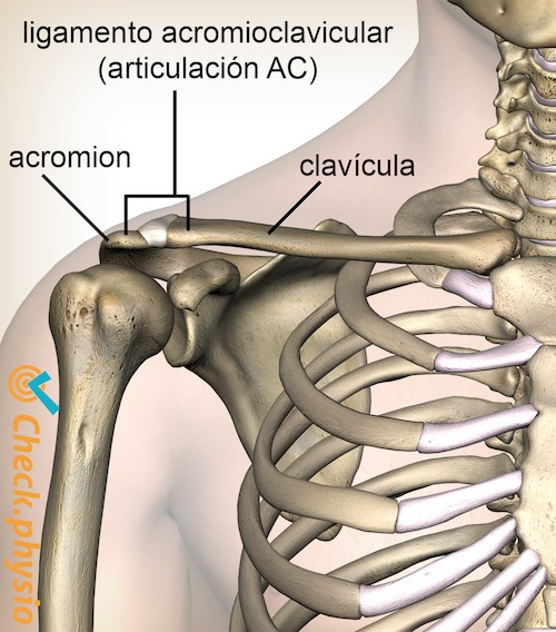 Lesión acromioclavicular | Physio Check