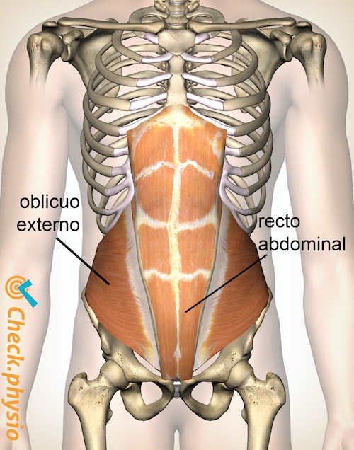 abdomen abdomen oblicuo abdomen recto